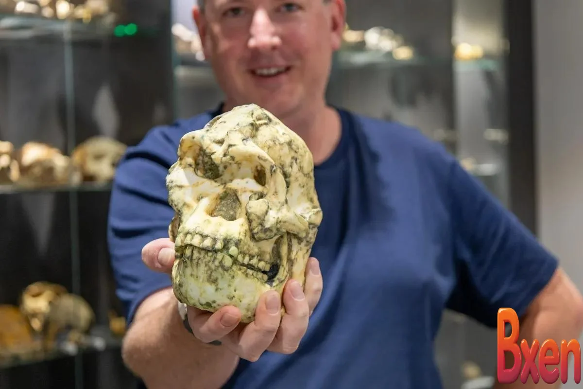 Bí ẩn bộ xương hóa thạch đang viết lại lịch sử tiến hóa của loài người-1.webp