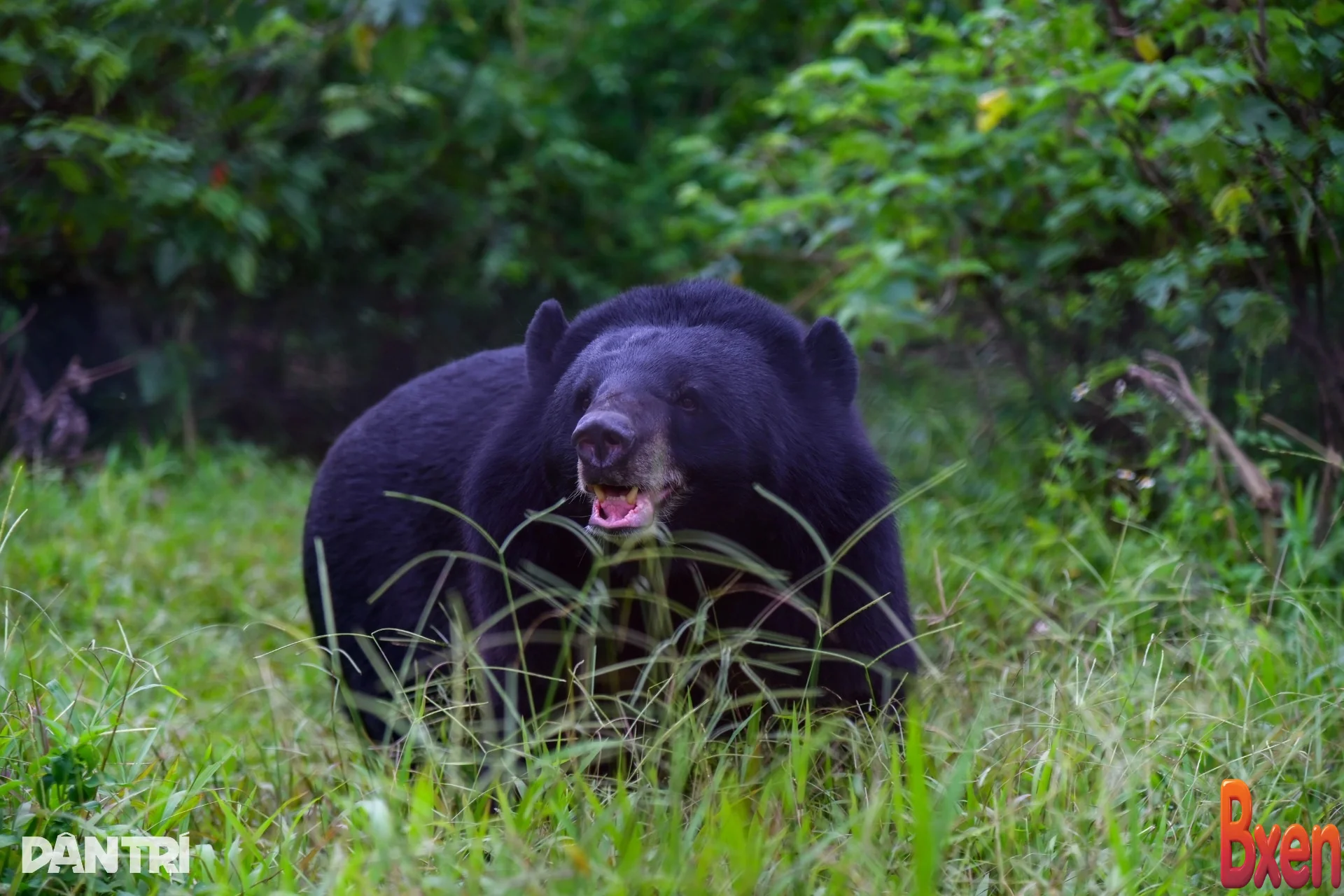 Cuộc sống bên hồ bơi của những chú gấu từng bị nuôi nhốt trái phép-1.webp