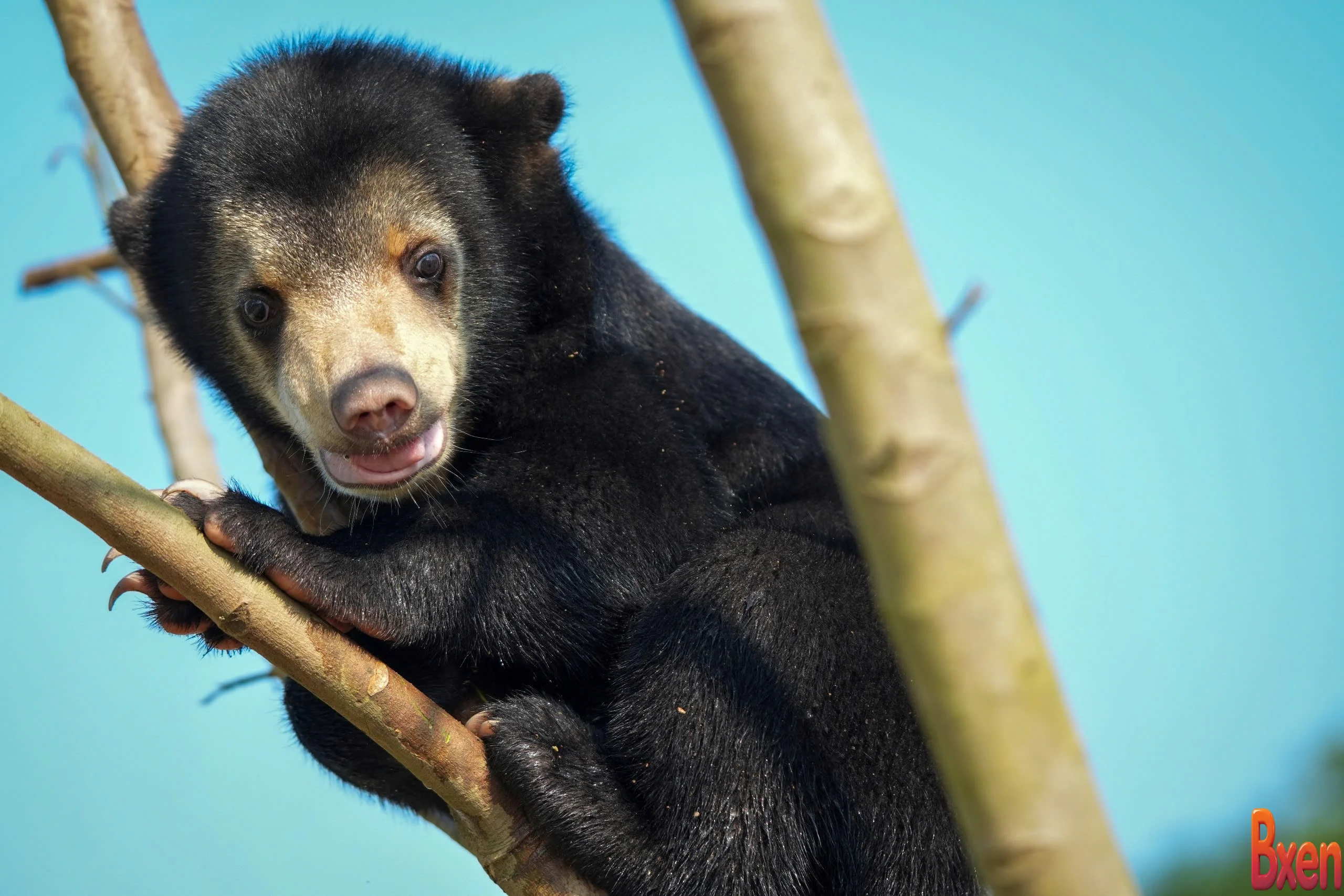 Gấu chó 2 tháng tuổi được cứu khỏi taxi sống tự do trong khu bán hoang dã-1.webp