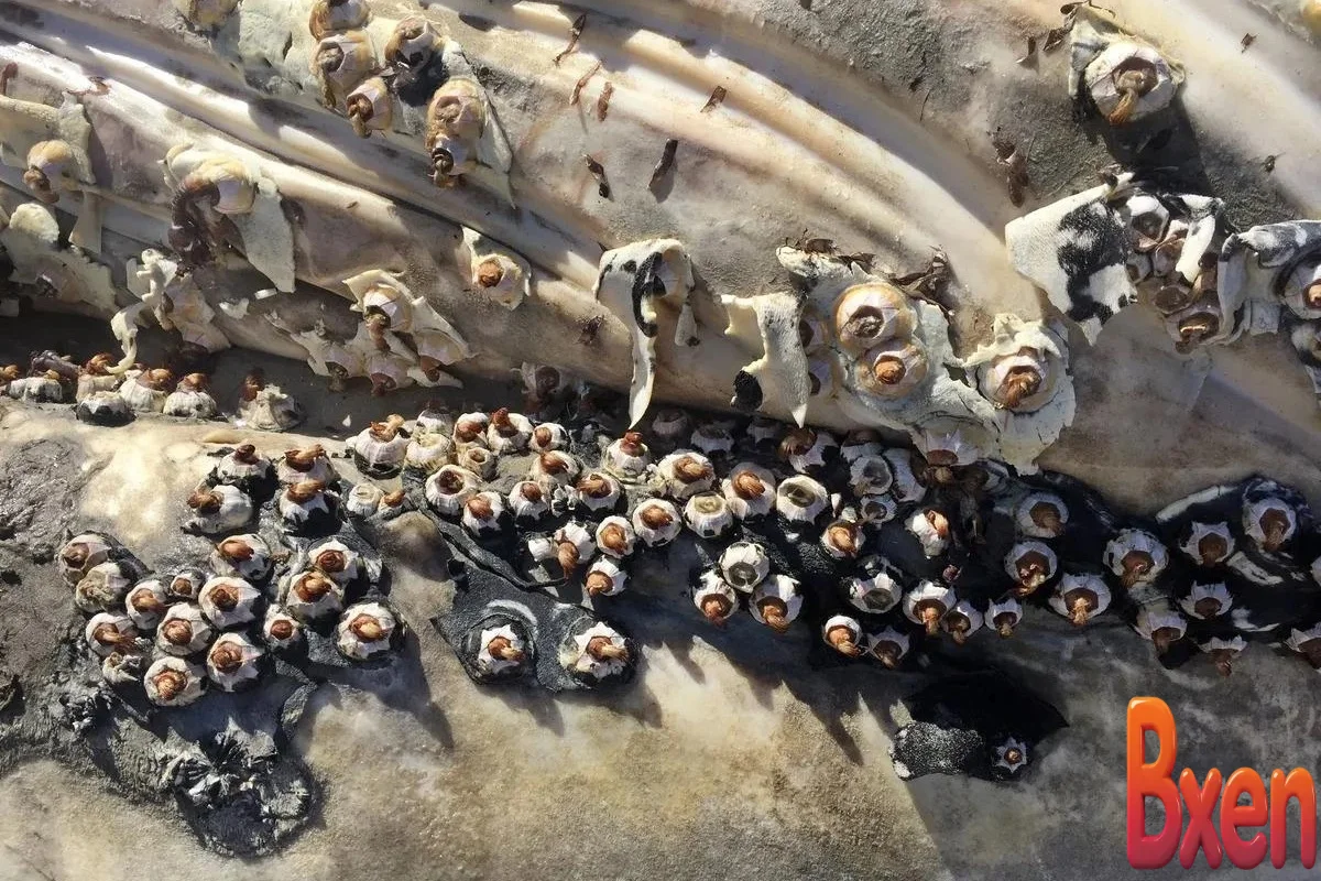 Giải mã mối lương duyên kỳ lạ hàng triệu năm giữa cá voi và hà biển-1.webp