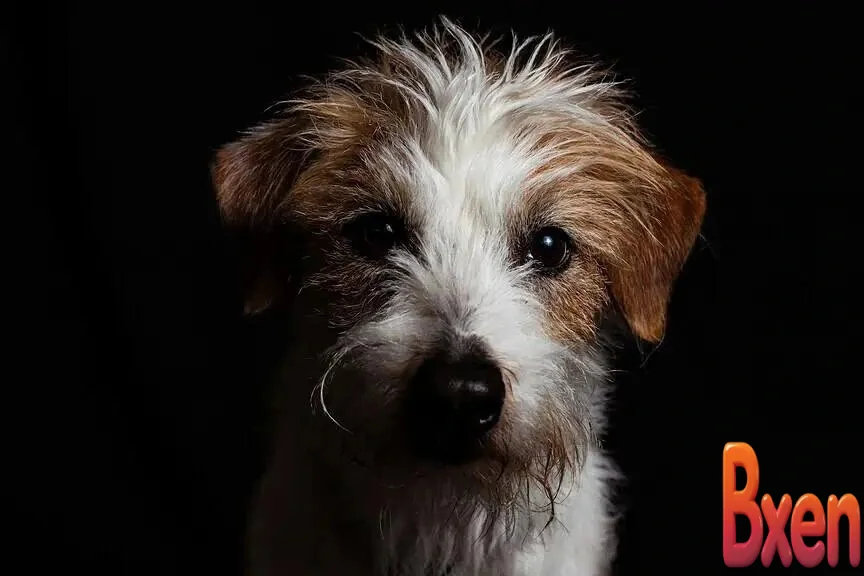 Khoa học chứng minh chủ nuôi hoàn toàn hiểu nhầm về cảm xúc thực sự của chó-1.webp