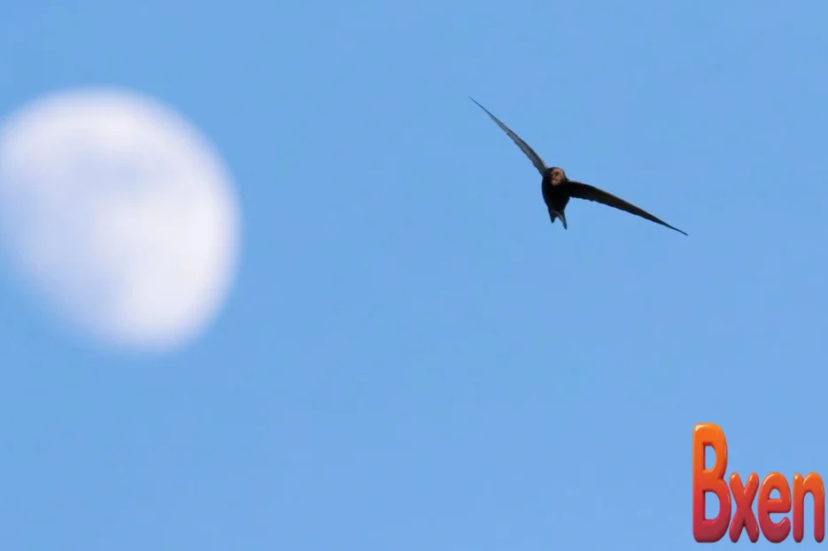 Loài chim bay gần 1 năm không cần hạ cánh-1.webp