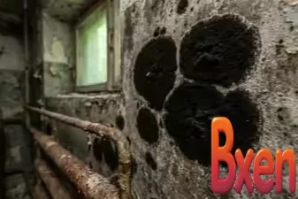 Phát hiện khả năng bí ẩn trong nấm mốc ở vùng thảm họa hạt nhân Chernobyl-1.webp