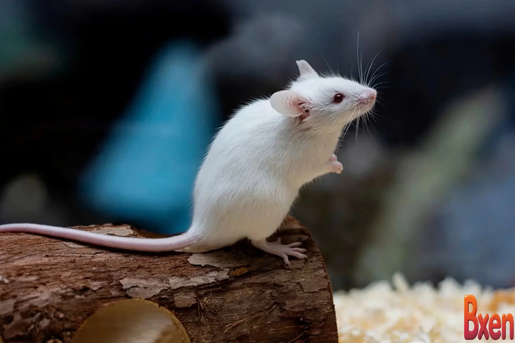 Thả chuột khỏi lồng thí nghiệm khoa học chứng kiến phép màu-1.webp