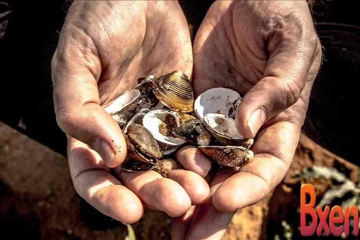 Thời xưa dùng vỏ sò thay tiền vì sao người nghèo không đi nhặt làm giàu-1.webp