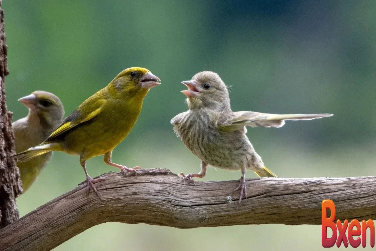 Thư giãn trong ngày đầu năm với chùm ảnh khoảnh khắc hài hước của động vật-1.webp