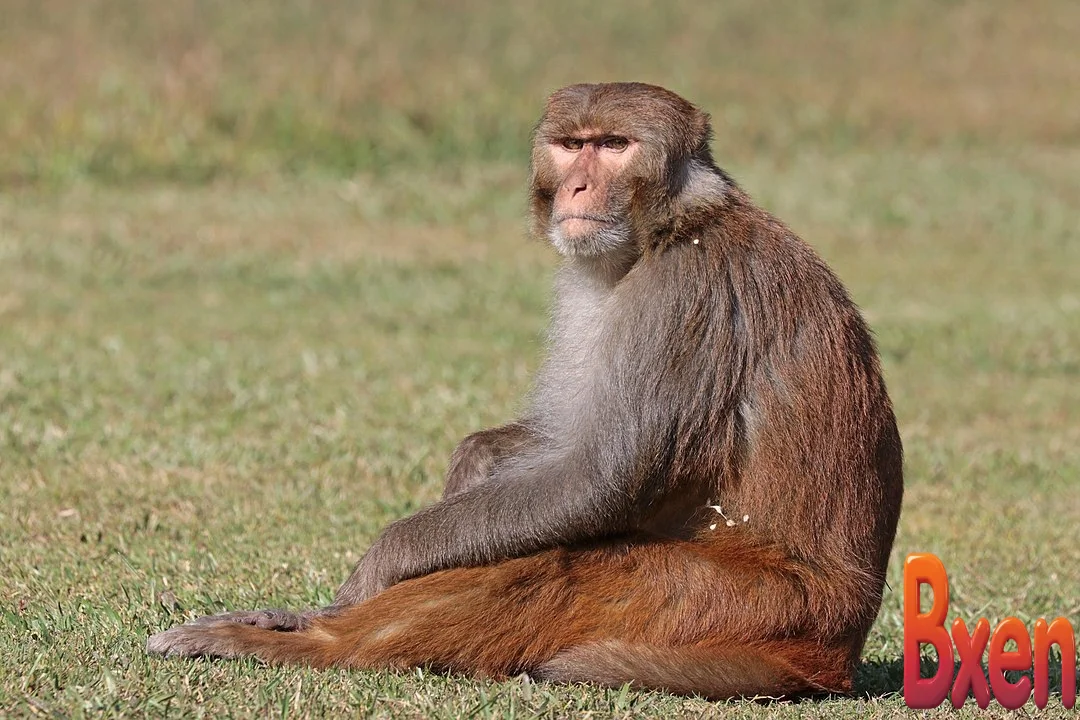 Tìm thấy điểm yếu lớn của AI thua cả não khỉ-1.webp