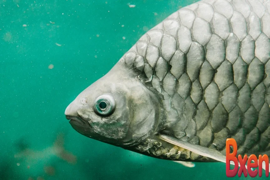 Trung Quốc tạo ra cá diếc không xương dăm bằng cách cắt gen-1.webp